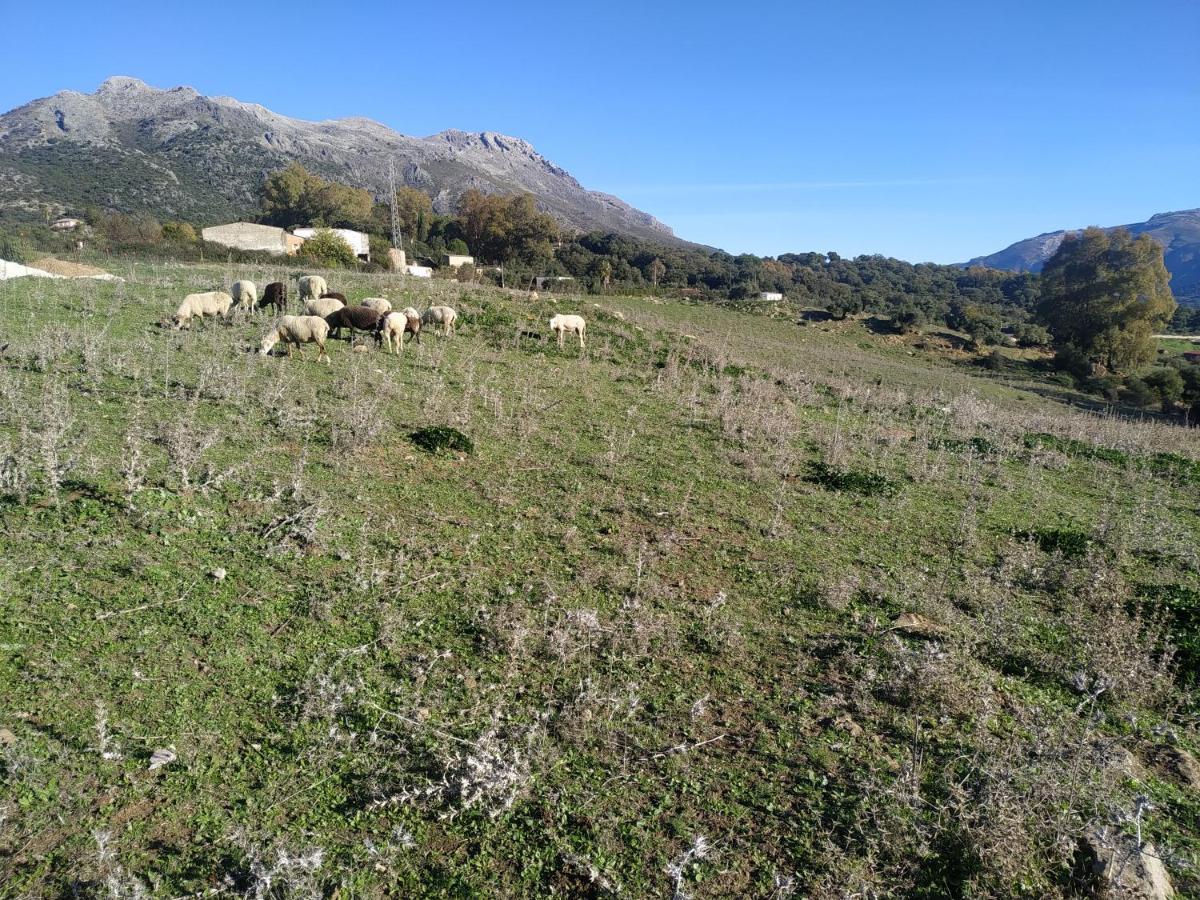 Apartamento Valle Del Guadiaro Cortes de la Frontera Eksteriør billede